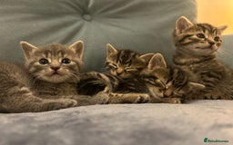 Mixed Breed cats for sale: 3 loveable female kittens - Image 2