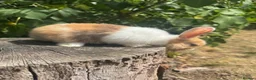 Mini Lop rabbits for sale: Super Friendly Mini Lop Bunnies - Advert 5