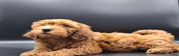 Cavapoo dogs for sale: Stunning Micro Asian Poodle x Cavapoo F1B puppies - Advert 27