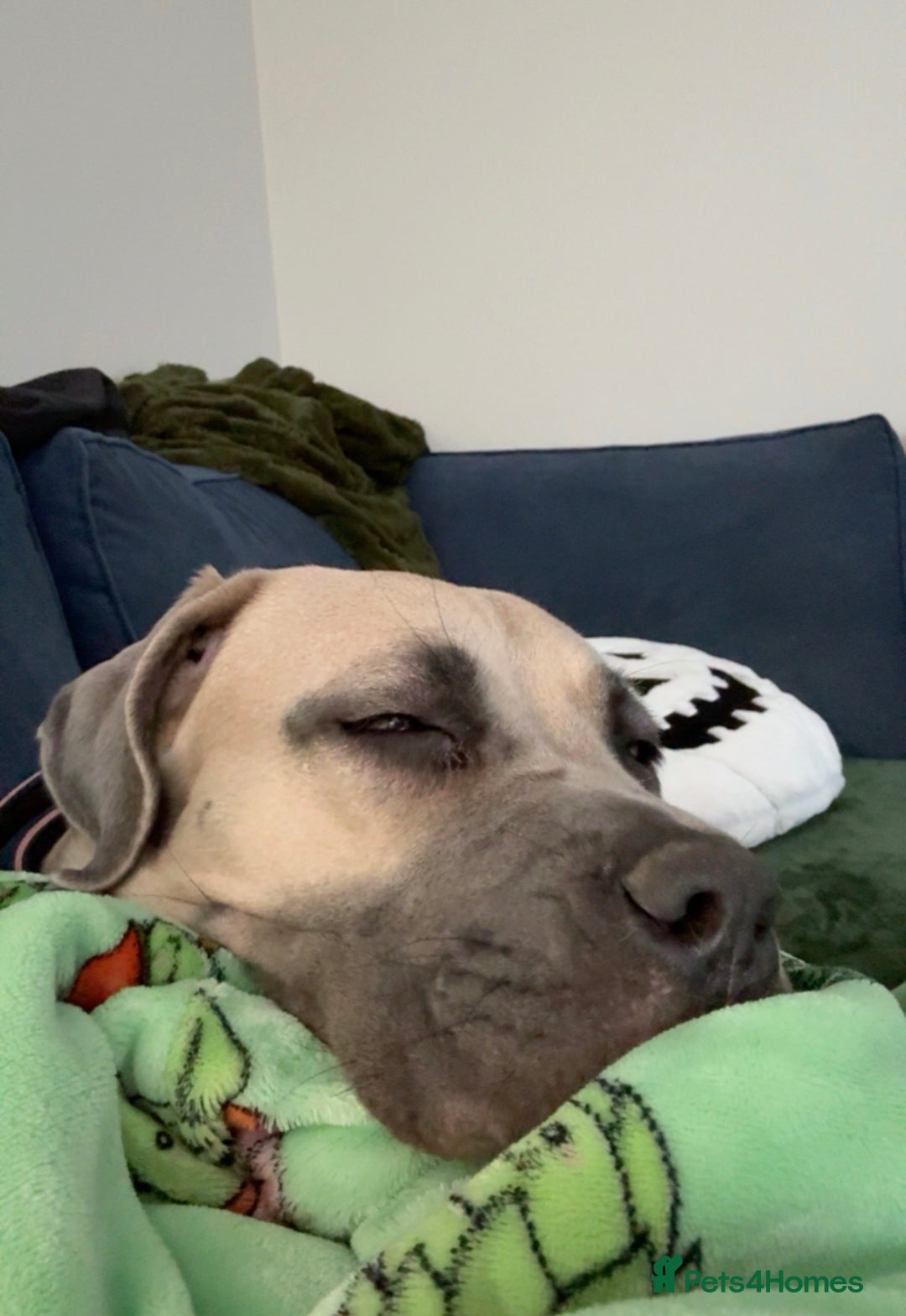 Cane Corso dogs for sale: Cane corso female - Advert 7