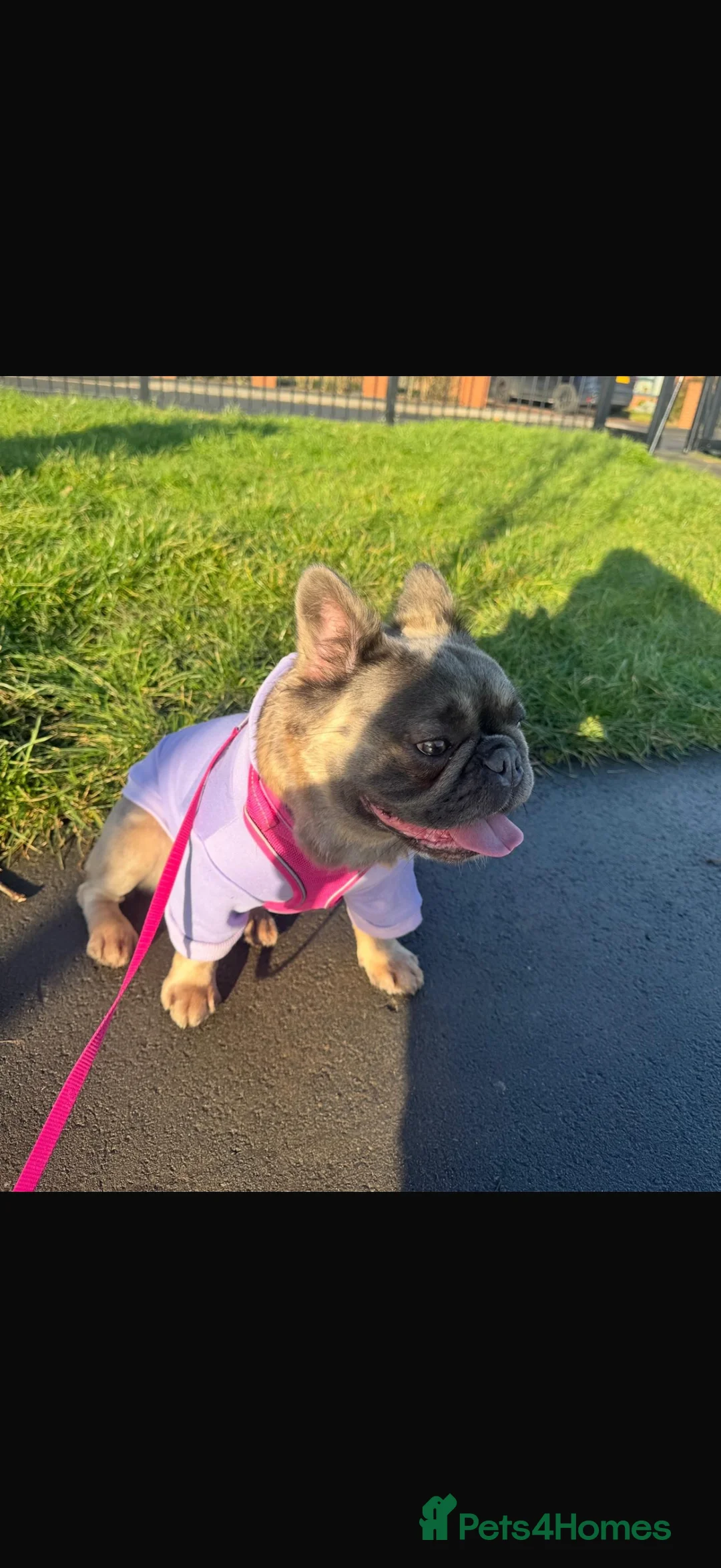 French Bulldog dogs for sale: Female KC registered fluffy French bulldog  in Birmingham - Advert 3