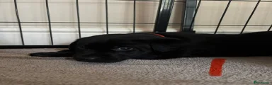 Labrador Retriever Puppy 5