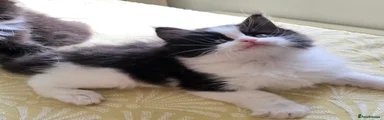 Mixed Breed Kitten 1