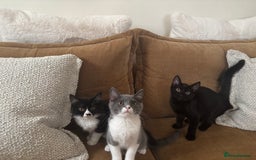 Mixed Breed cats for sale: Ready!!! Mixed British Shorthair  - Image 1