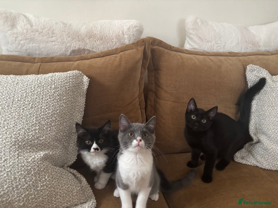 Mixed Breed cats for sale: Ready!!! Mixed British Shorthair  - Image 1