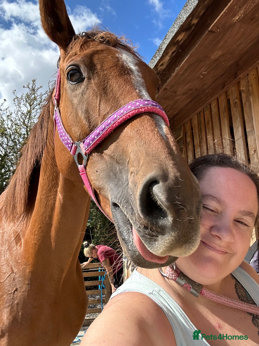 Irish Thoroughbred horses for sale: Fairy - Image 3