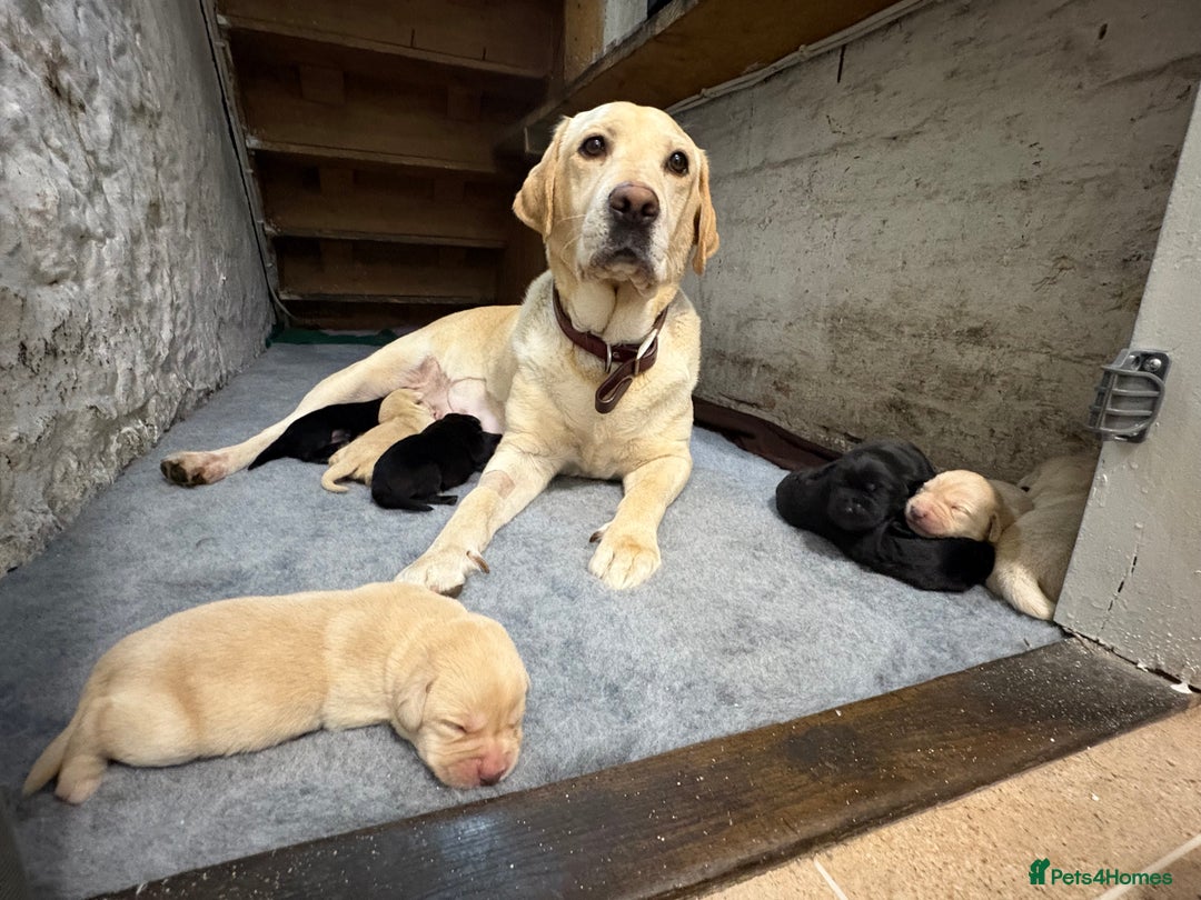 Labrador Retriever dogs for sale: 🖤 Labrador Puppies 💛 - Image 1