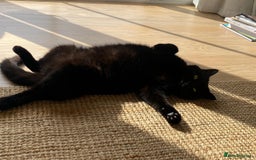 British Shorthair cats for sale: Kuro - Black British Shorthair - Advert 8