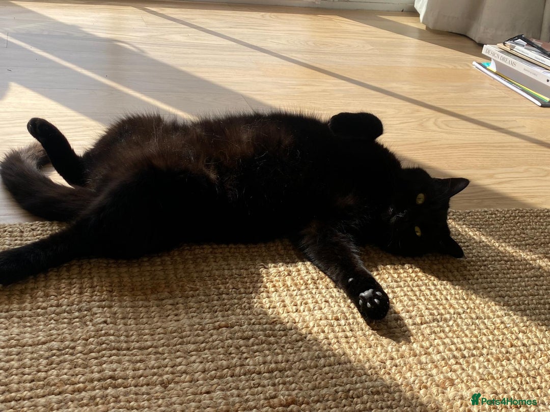 British Shorthair cats for sale: Kuro - Black British Shorthair - Advert 8