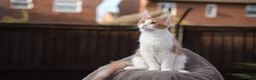 Maine Coon cats for sale: XL Pedigree Maine coon kittens - Advert 5