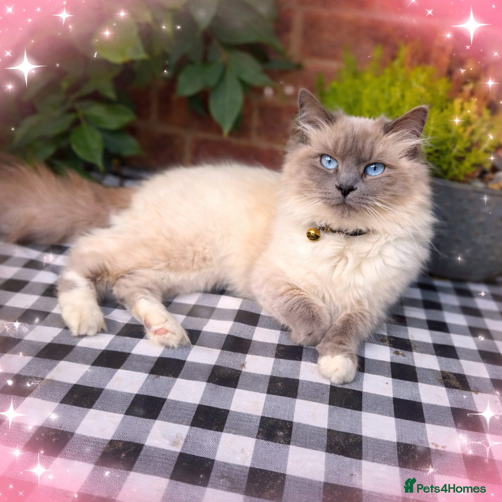 Ragdoll cats Gorgeous Ragdoll Kittens- Well Socialised Family - Advert 2
