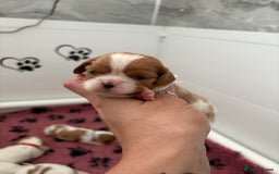 Cavalier King Charles Spaniel dogs for sale: Beautiful Cavalier King Charles Spaniels - Image 3