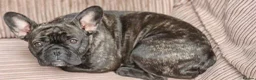 French Bulldog dogs for sale: Adorable french  puppy's  - Advert 26