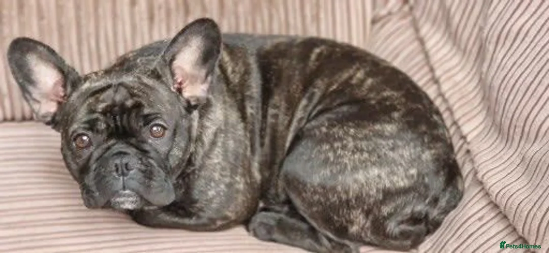 French Bulldog dogs for sale: Adorable french  puppy's  - Advert 26