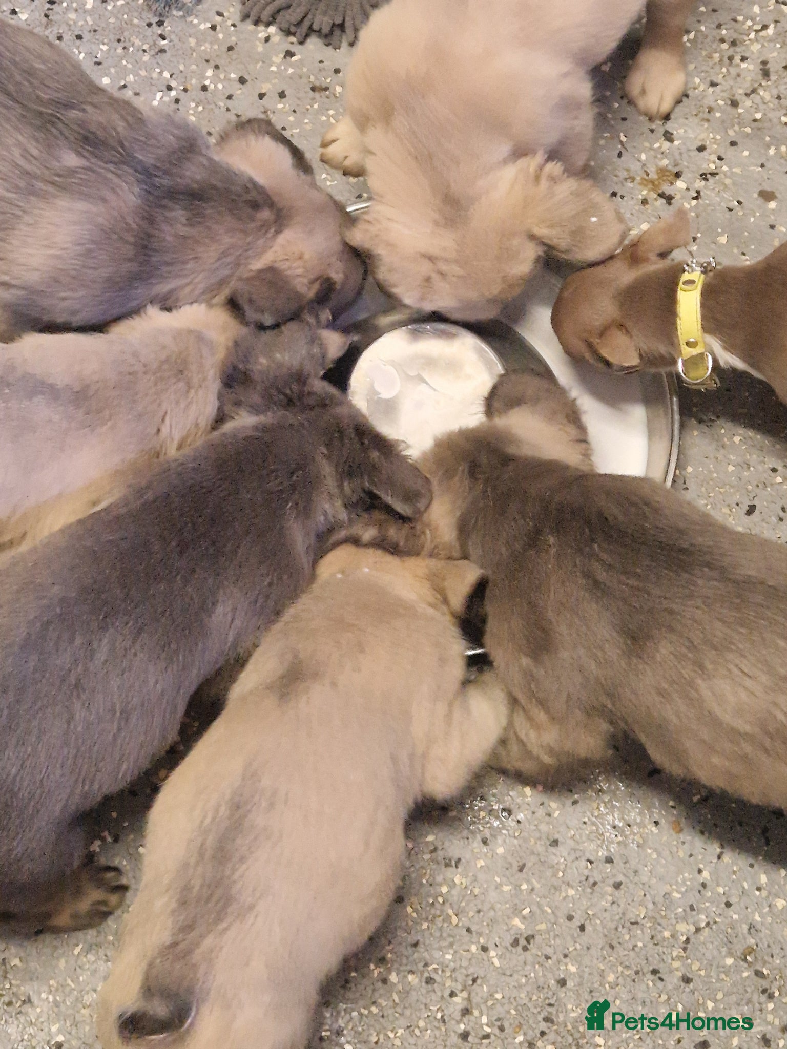 French Bulldog dogs Fluffy french bulldogs  - Advert 3