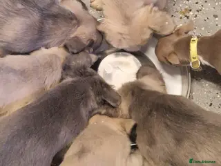 French Bulldog dogs Fluffy french bulldogs - Advert 3