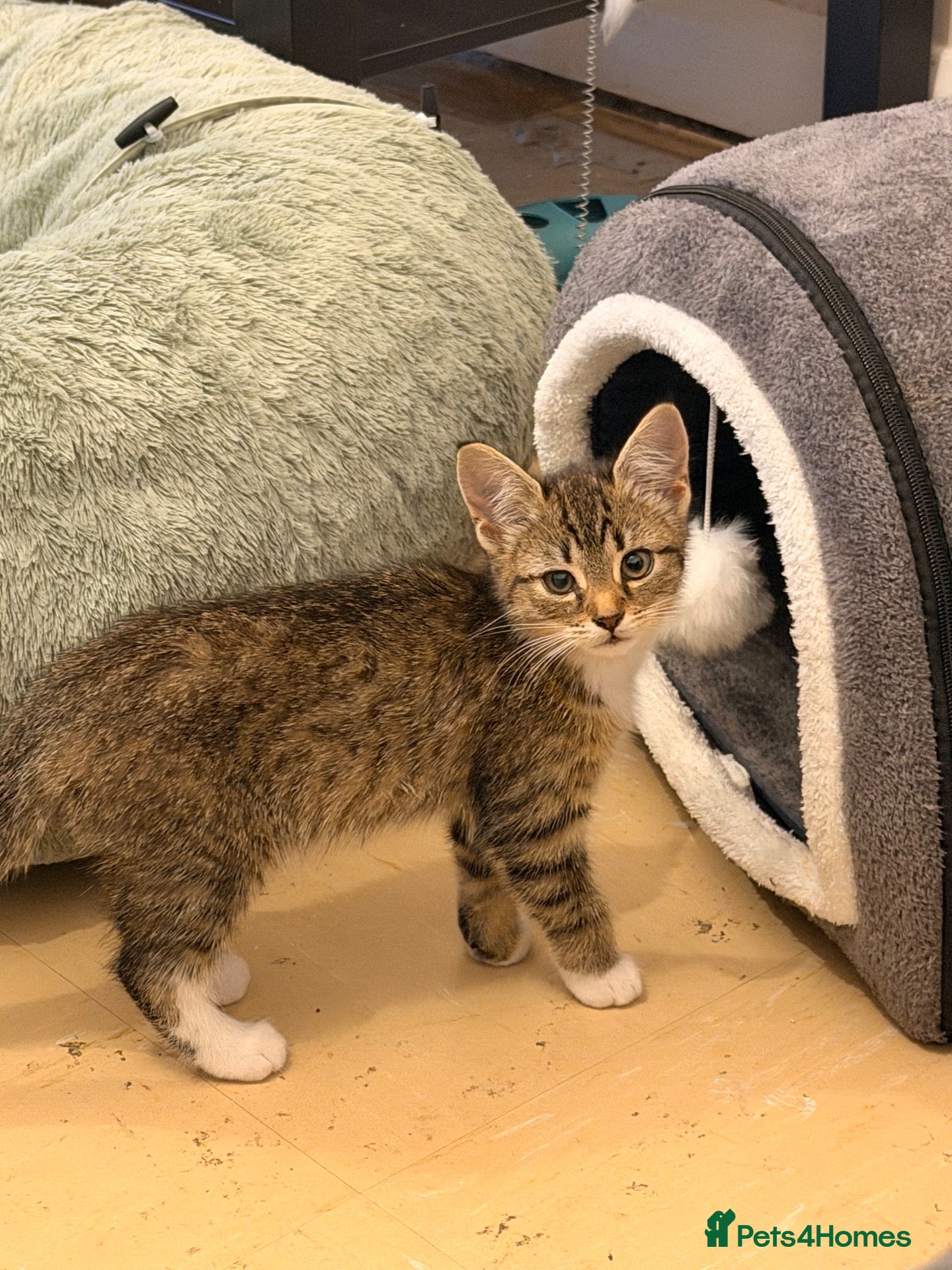 Mixed Breed cats Bengal mix  - Advert 9