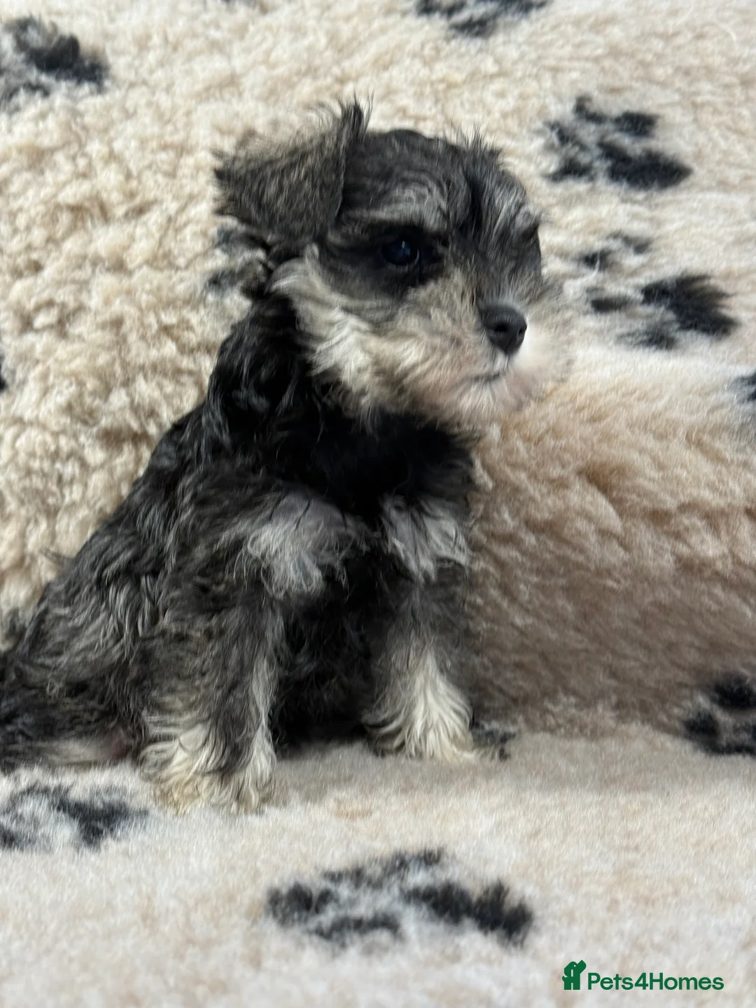 Miniature Schnauzer dogs for sale: Beautiful miniature schnauzers pups ready now - Advert 3