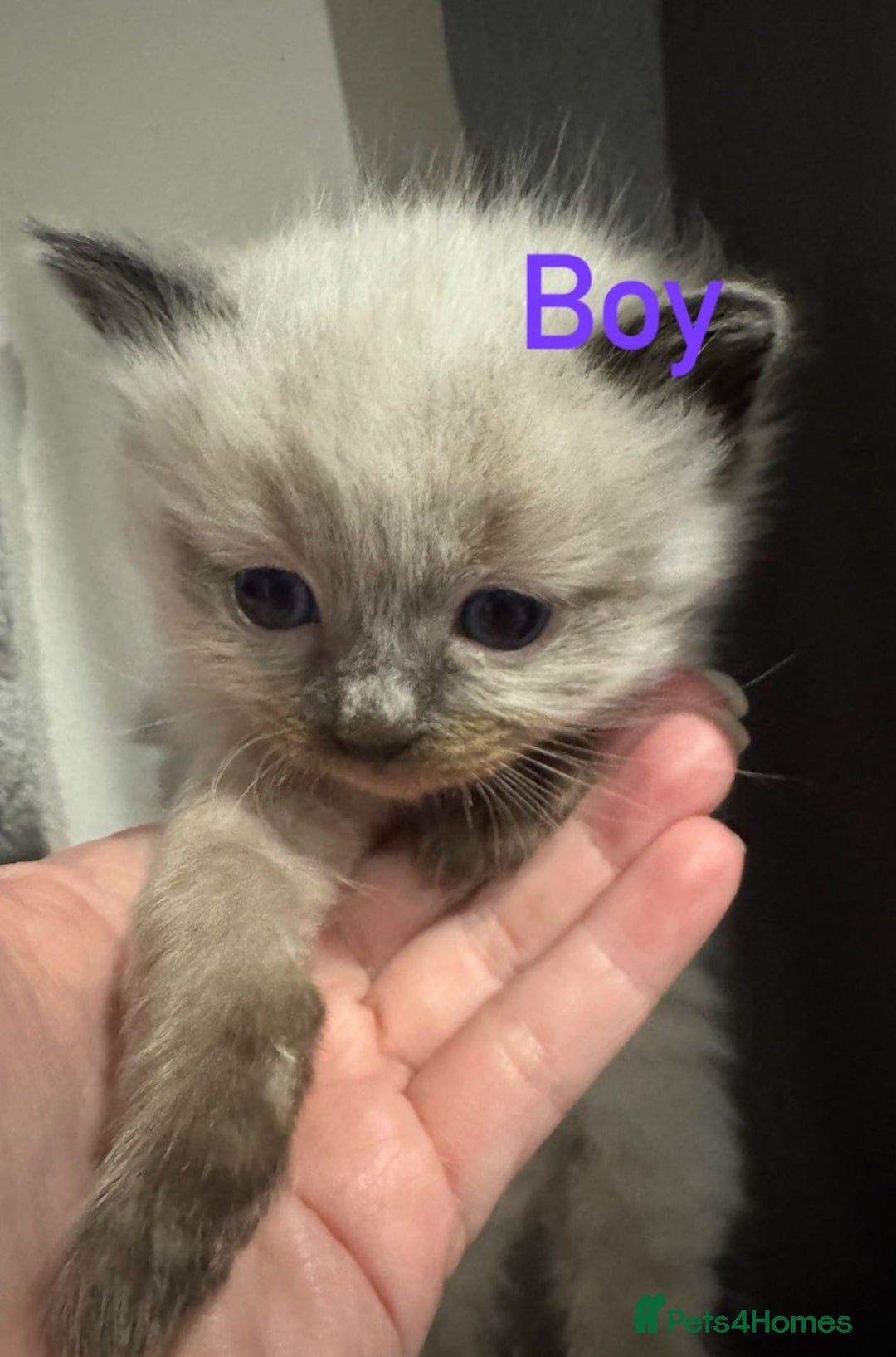 Ragdoll cats for sale: Great purebred ragdolls kittens up for sales - Image 4