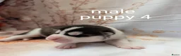 Siberian Husky dogs for sale: Beautiful Siberian husky puppies  in Blackpool - Advert 12