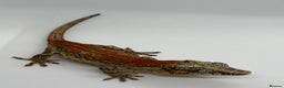 Gecko reptiles for sale: Gargoyle Geckos (can provide set-up) - Advert 1