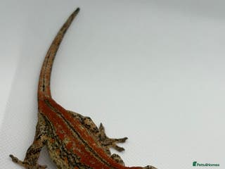 Gecko reptiles Gargoyle Geckos (can provide set-up) - Advert 11
