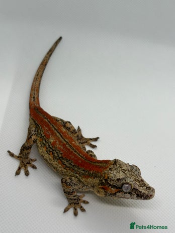 Gecko reptiles - Advert 35