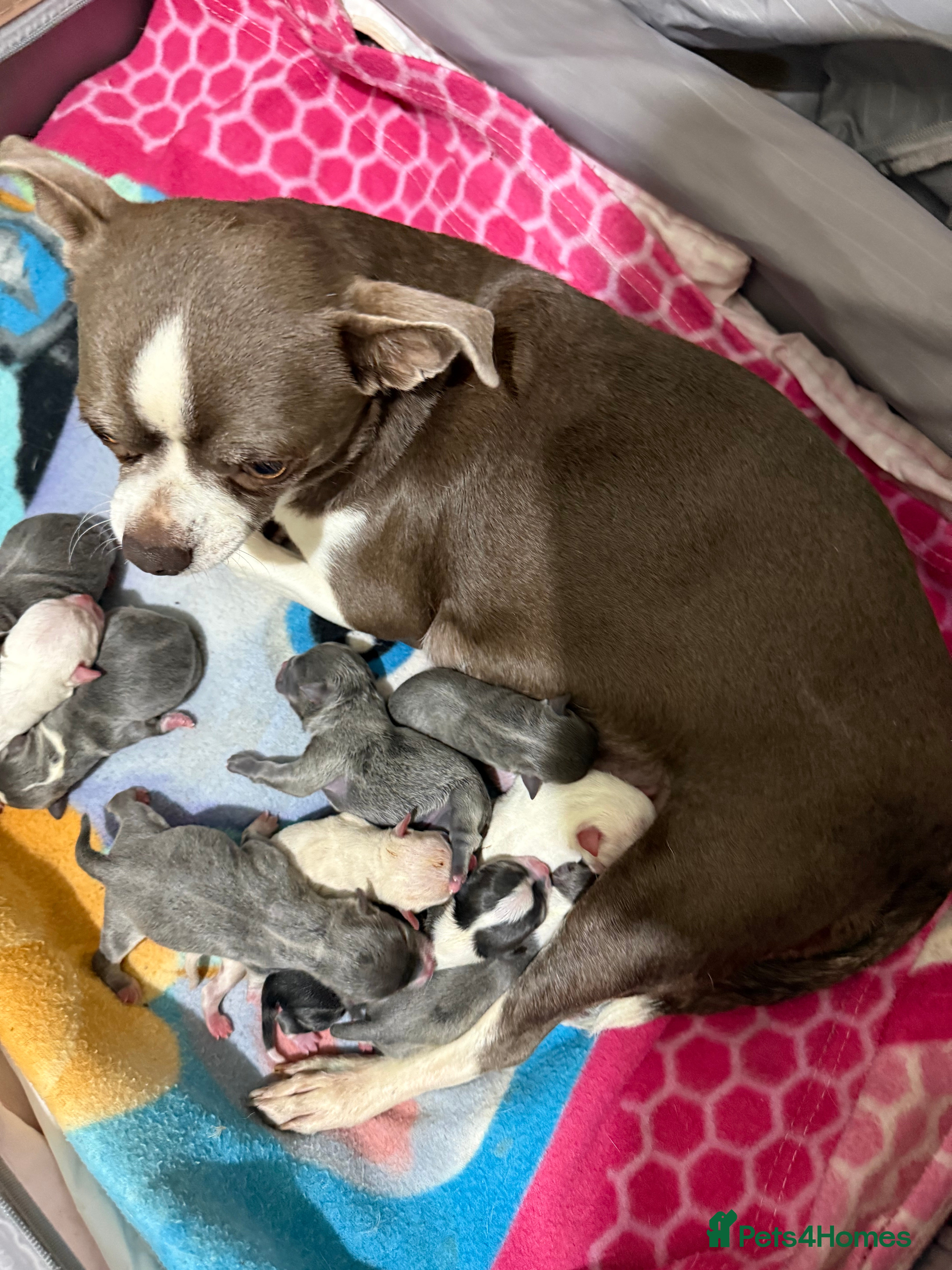 Chihuahua dogs Chihuahua pups - Advert 4