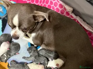 Chihuahua dogs Chihuahua pups - Advert 5