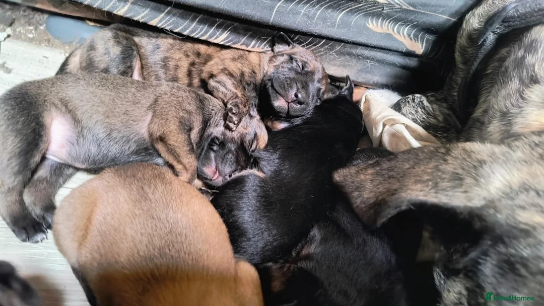 Mixed Breed dogs for sale: Beautiful Pups in Need of Loving and Natural Homes - Advert 10