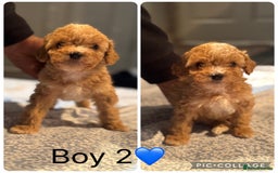 Cockapoo dogs for sale: Cockapoo Puppies - Image 3