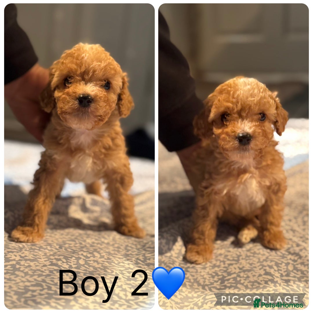 Cockapoo dogs for sale: Cockapoo Puppies - Image 3