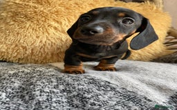 Miniature Dachshund dogs for sale: Miniature Wire Haired Dachshunds - Image 21