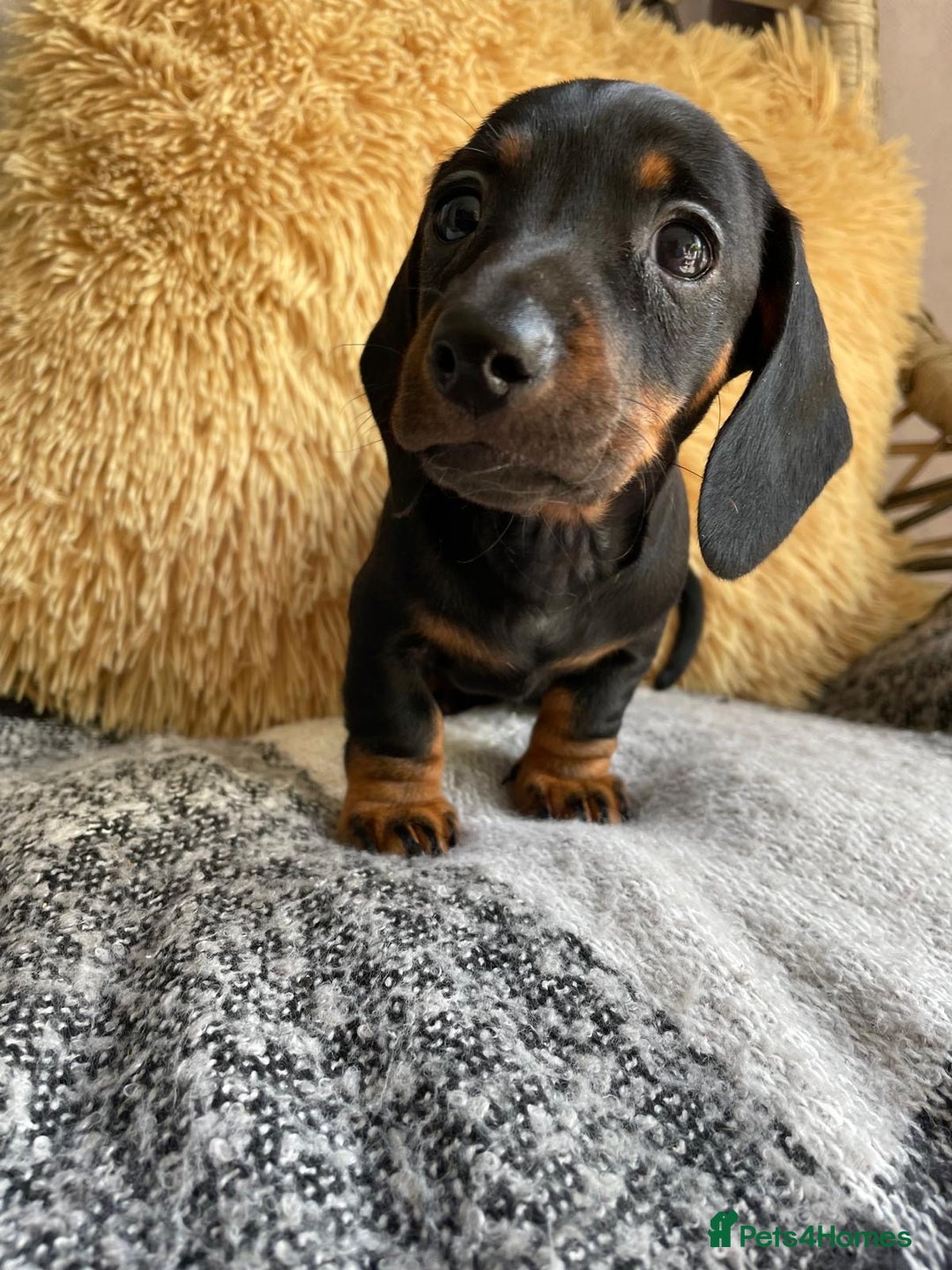 Miniature Dachshund dogs for sale: Miniature Wire Haired Dachshunds - Image 21