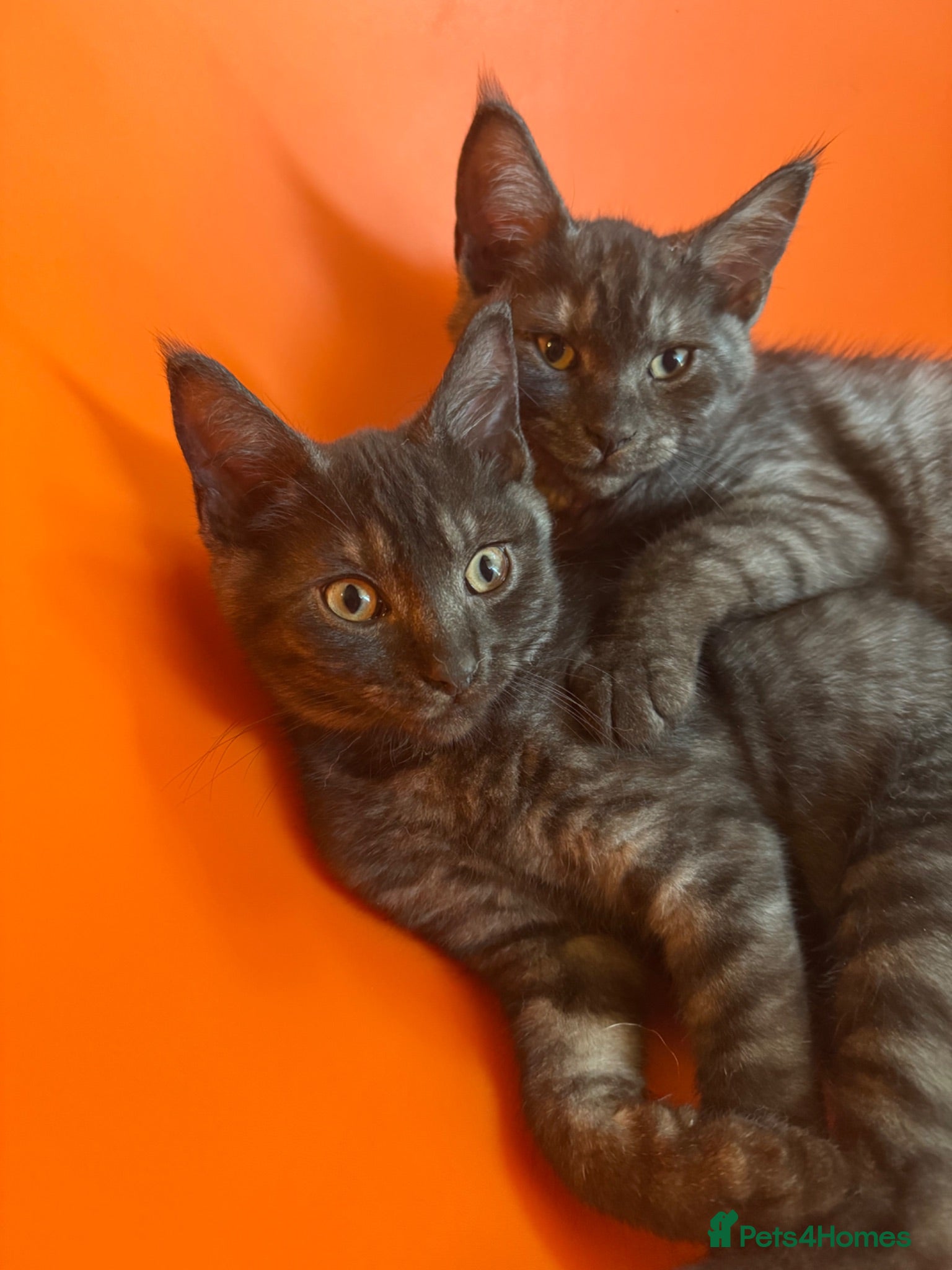 Maine Coon cats Maine coon x - Advert 1