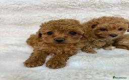 Maltipoo dogs for sale: 🐩Korean Maltipoo🐩 - Image 12