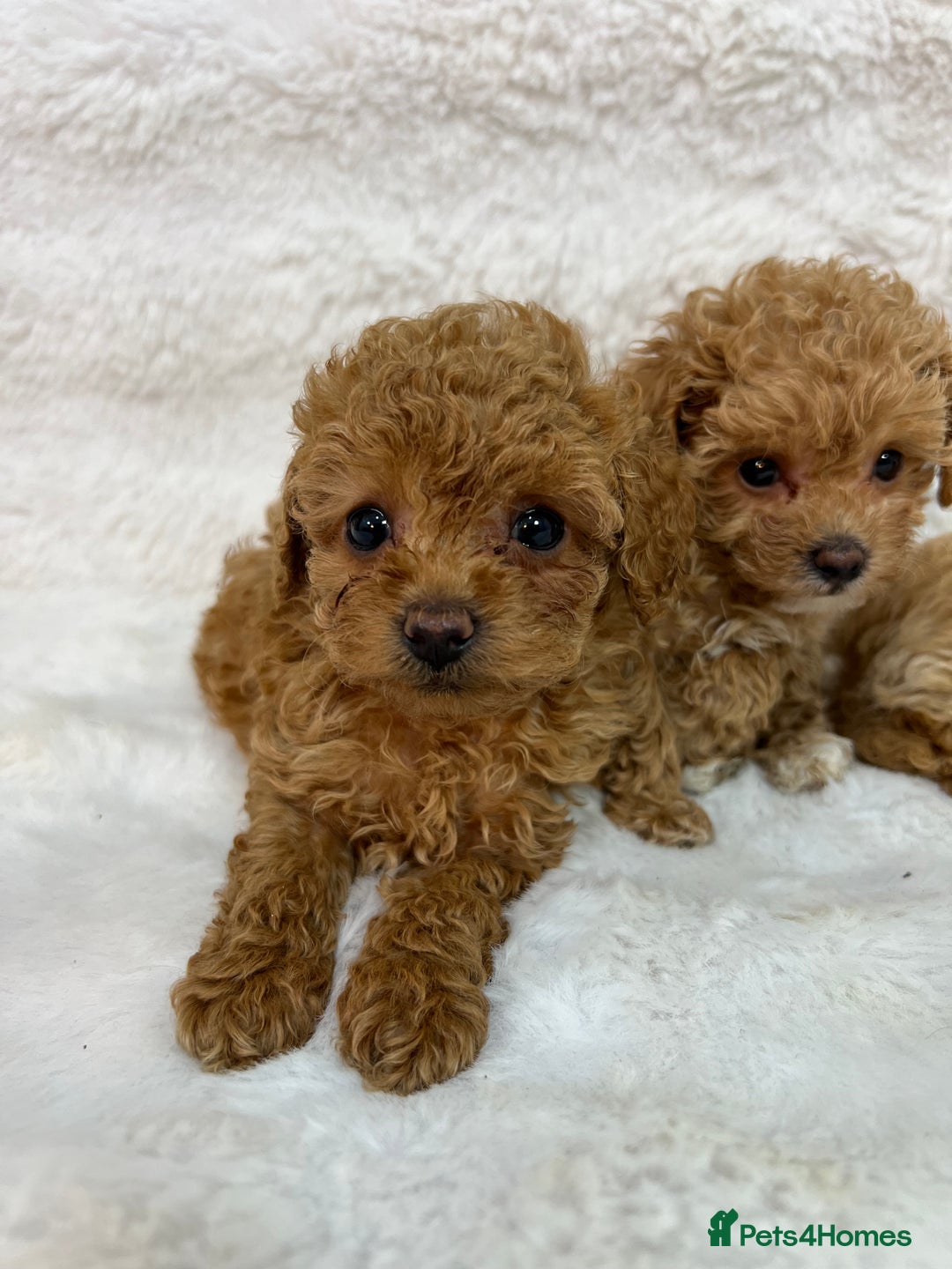 Maltipoo dogs for sale: 🐩Korean Maltipoo🐩 - Image 12