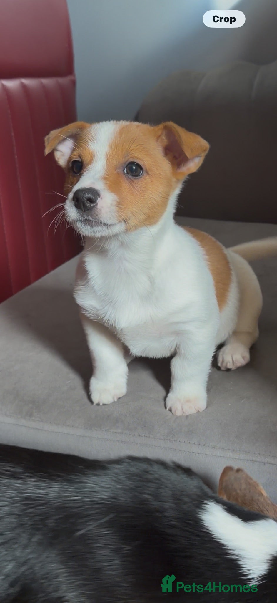 Jack Russell dogs LAST LITTLE GIRL LEFT WHITE AND TAN READY TO GO - Advert 18