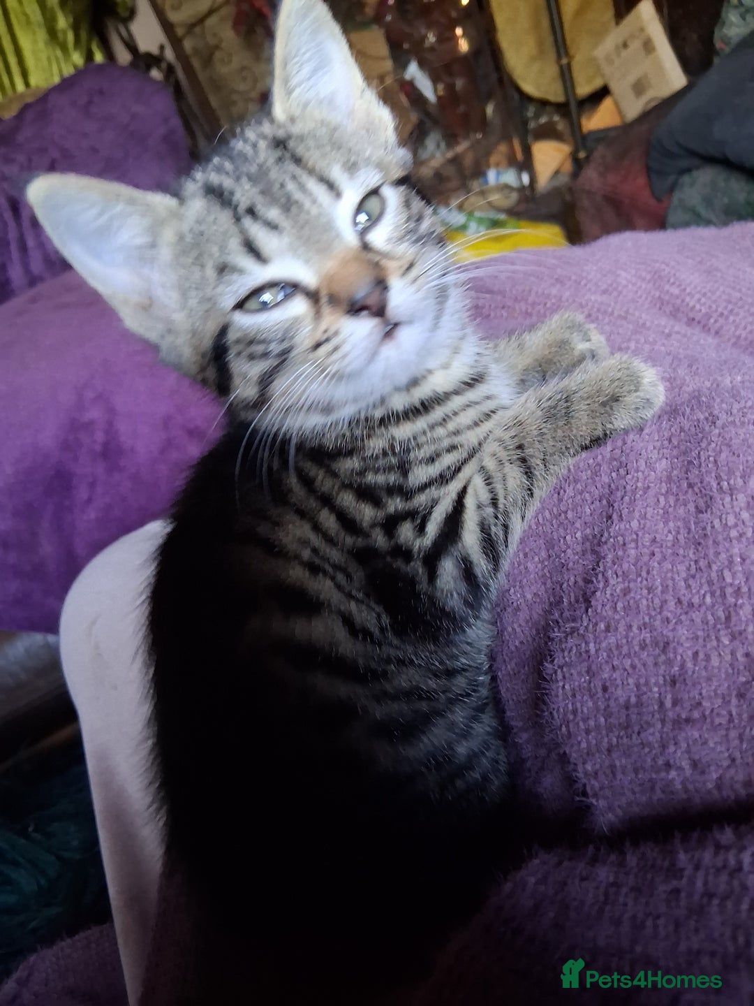 Mixed Breed cats for sale: ⭐️⭐️Stunning Russian Blue X Bengal Kittens ⭐️⭐️⭐️ - Advert 6