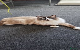 Ragdoll cats for sale: Oscar and barbe beautiful ragdol cats - Image 6