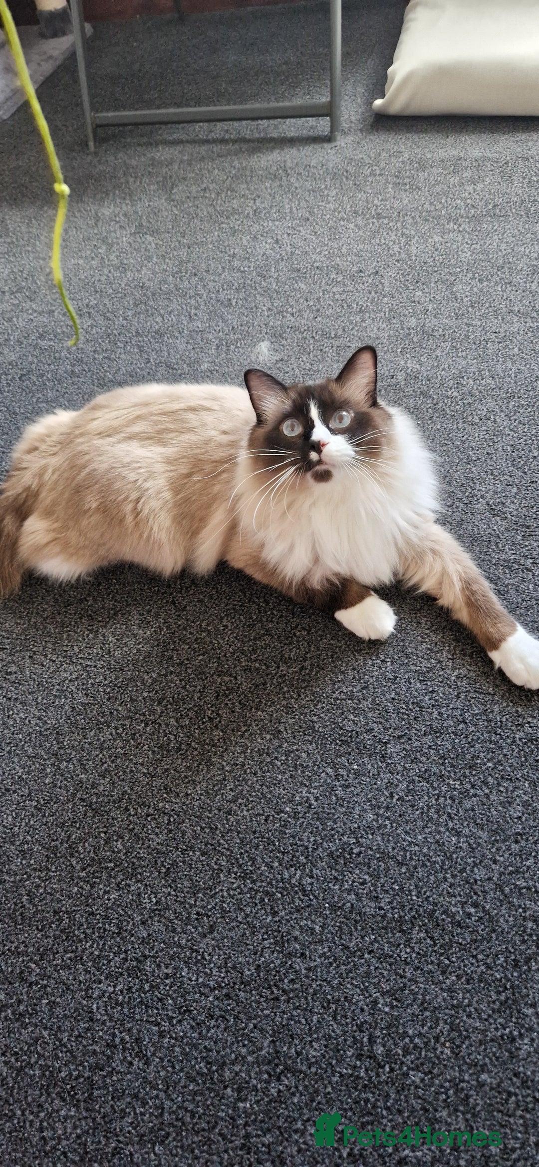 Ragdoll cats for sale: Oscar and barbe beautiful ragdol cats - Image 6