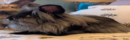 Mini Lion Lop rabbits for sale: Pair of bonded female mini lion lops in Pontefract - Advert 2