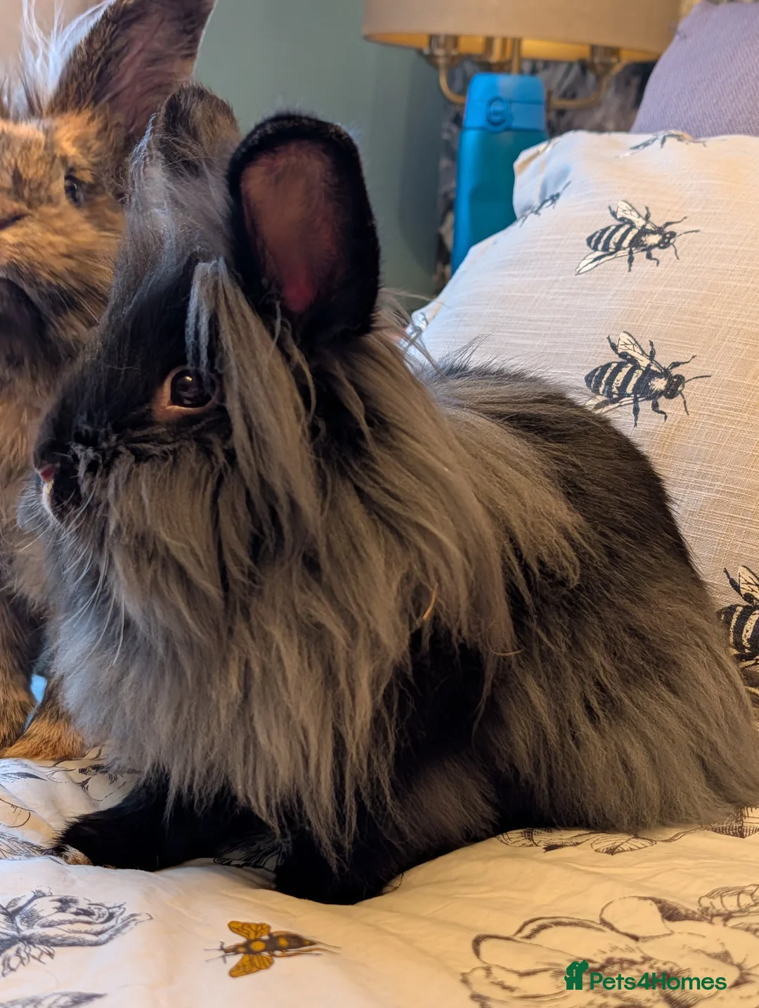 Mini Lion Lop rabbits for sale: Pair of bonded female mini lion lops in Pontefract - Advert 2