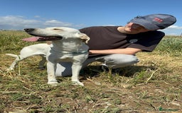 Mixed Breed dogs for sale: Evan and Chance (please read) - Image 10