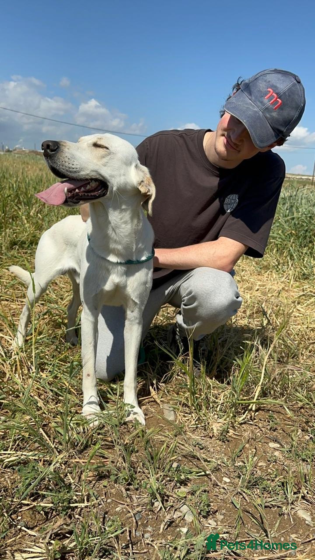 Mixed Breed dogs for sale: Evan and Chance (please read) - Image 10