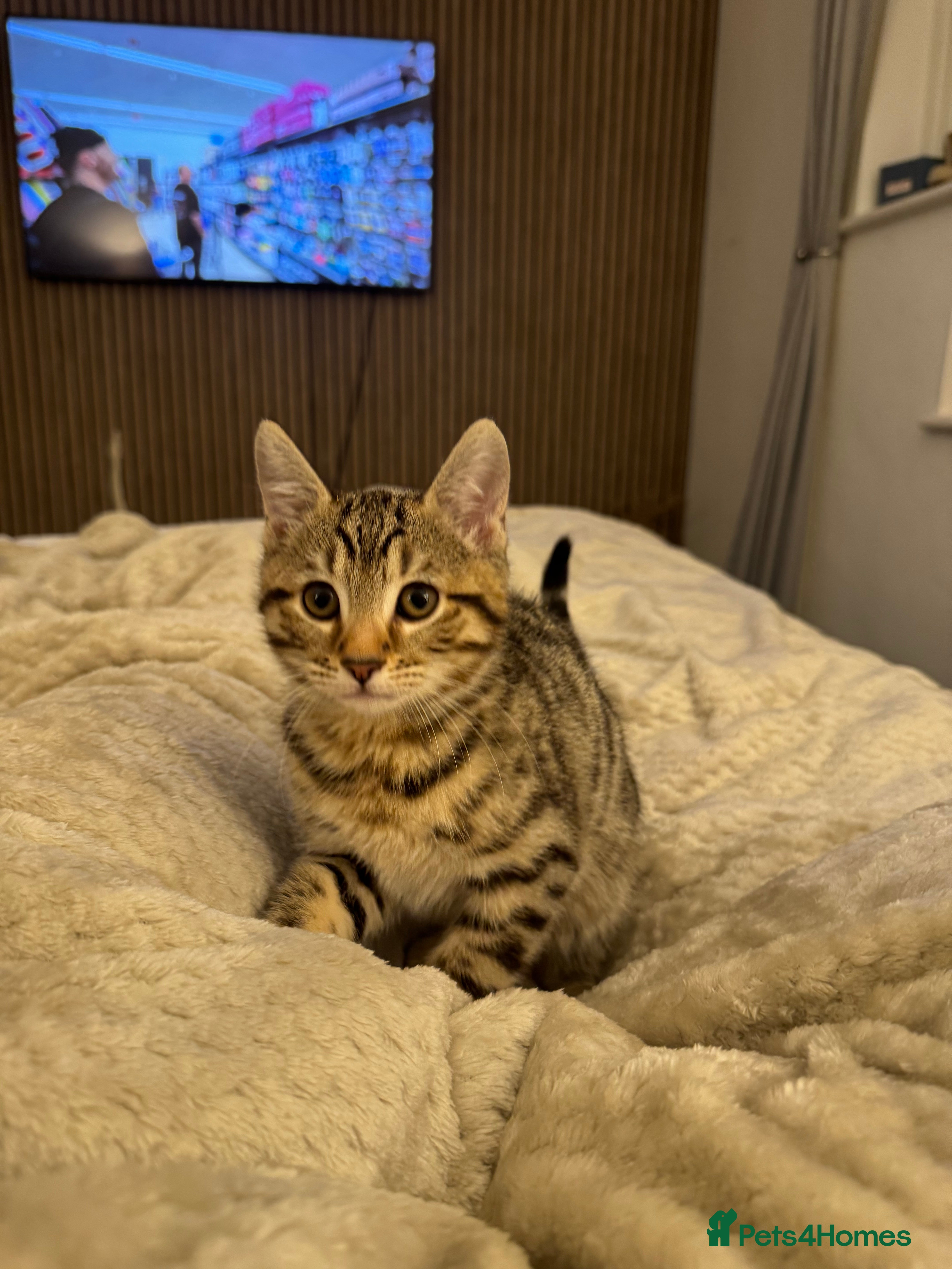 Bengal cats Male Bengal kitten for sale  in Shoreham-by-Sea - Advert 5