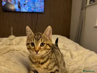 Bengal cats Male Bengal kitten for sale in Shoreham-by-Sea - Advert 1