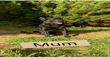 German Shepherd dogs - Advert 3