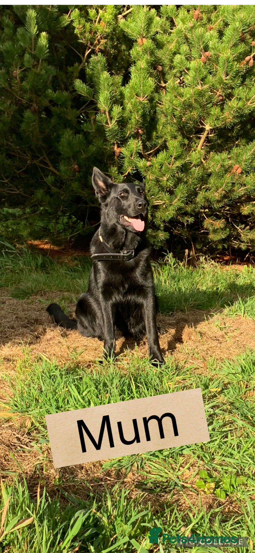 German Shepherd dogs for sale: German Shepherd Puppies  - Image 4