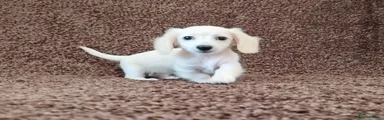 Miniature Dachshund 5